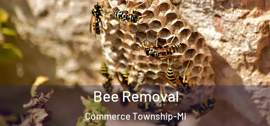  Bee Removal Commerce Township-MI