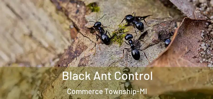  Black Ant Control Commerce Township-MI