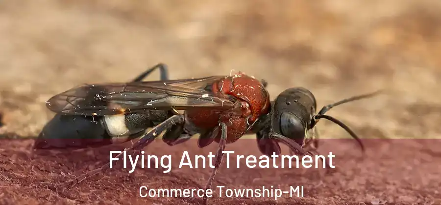  Flying Ant Treatment Commerce Township-MI