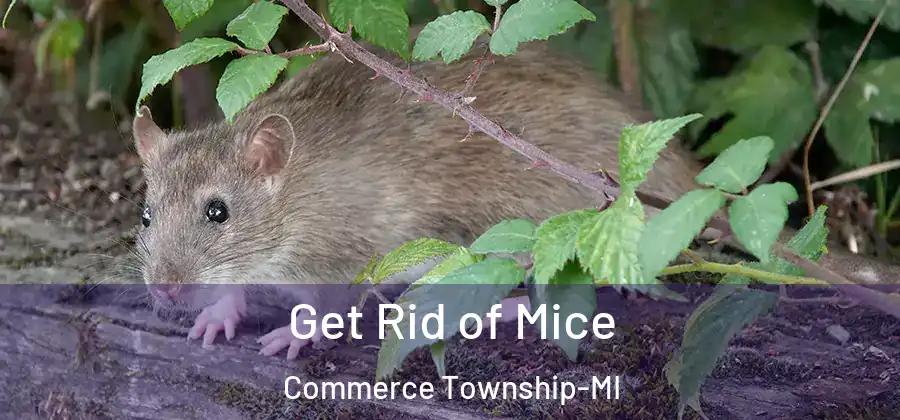  Get Rid of Mice Commerce Township-MI
