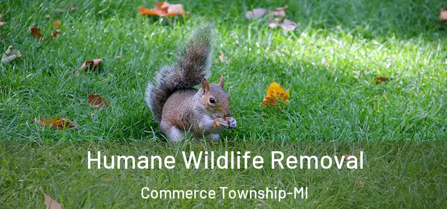 Humane Wildlife Removal Commerce Township-MI