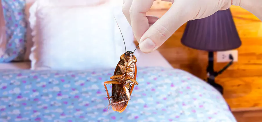 Fast Roach Elimination in Commerce Township