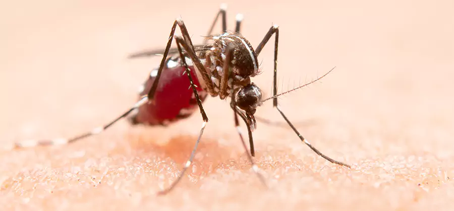 Indoor Mosquito Killer and Interior Control in Commerce Township