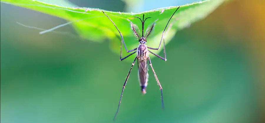 Home Defense Insect Killer in Commerce Township