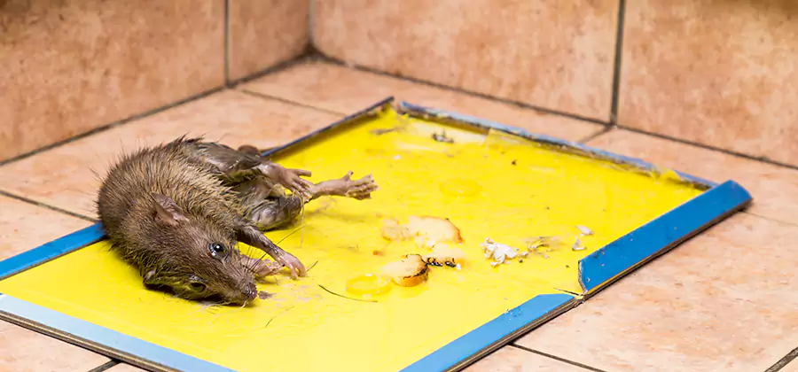 Mouse and Rat Control in Commerce Township