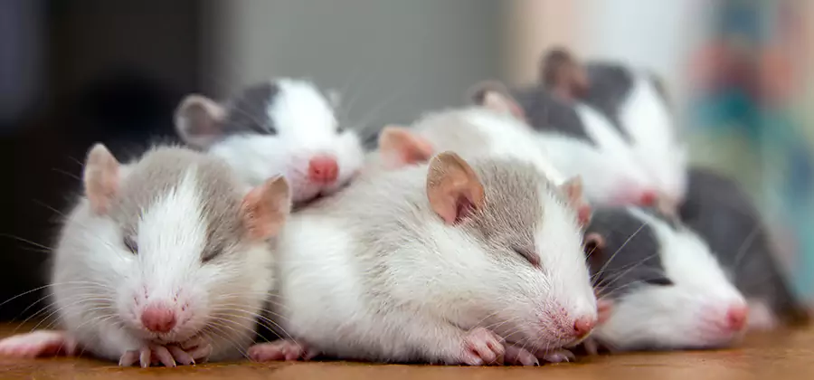 Rat Infestation Exclusion Service in Commerce Township