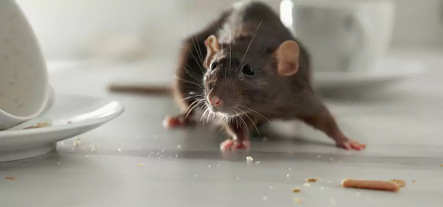 Attic Rat Exclusion Service in Commerce Township