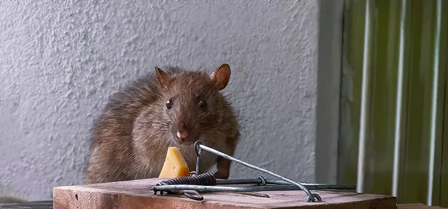 Rodent Proofing Service in Commerce Township