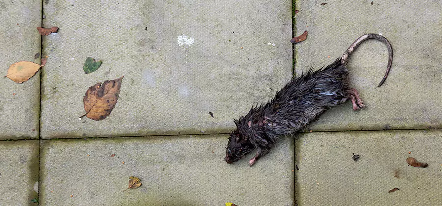 Rodent inspection service in Commerce Township