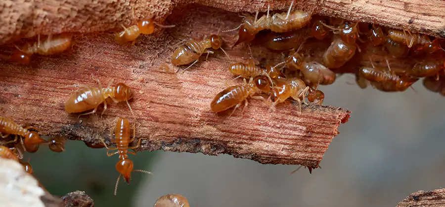 Perimeter Soil Termite Treatment in Commerce Township