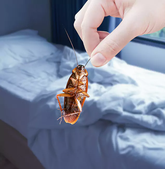 Why Choose Commerce Township Pest Control Pro for Bed Bug Extermination in Commerce Township, MI?