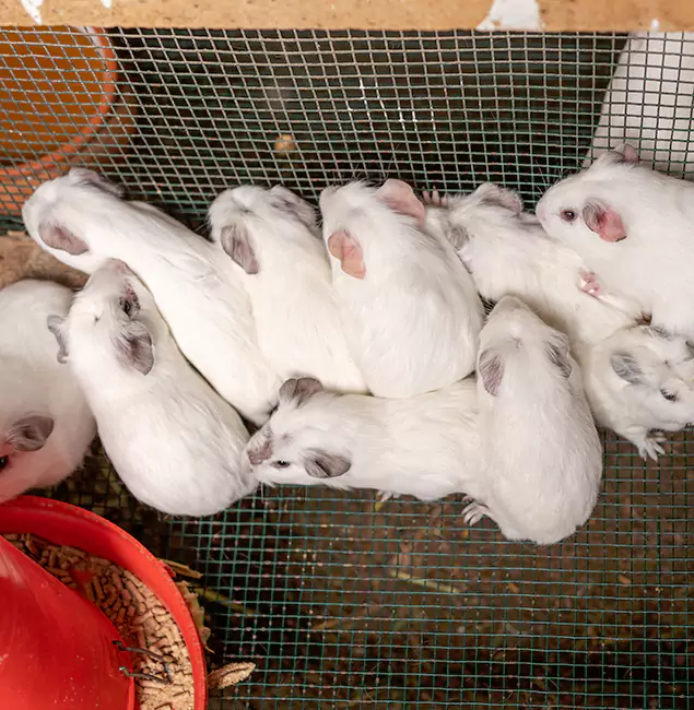 Why Choose Commerce Township Pest Control Pro for Rat Infestation in Commerce Township, MI?
