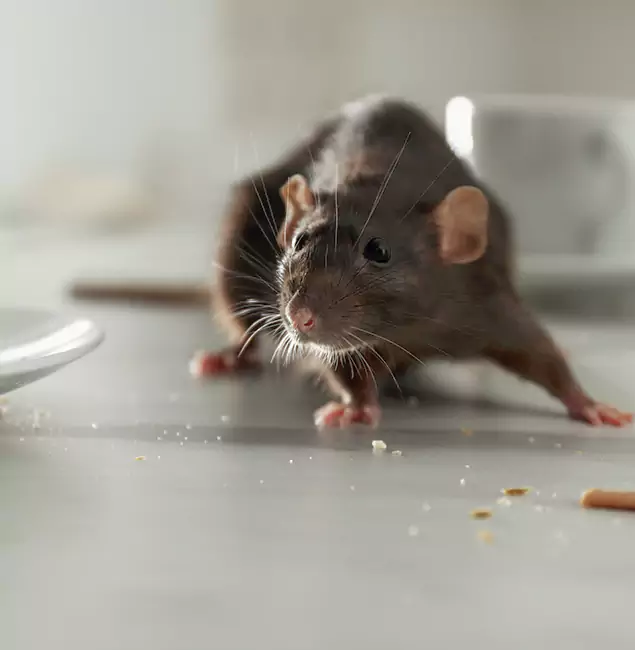 Why Choose Commerce Township Pest Control Pro for Rodent Control in Commerce Township, MI?