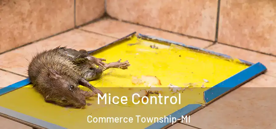  Mice Control Commerce Township-MI