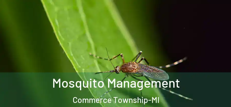  Mosquito Management Commerce Township-MI