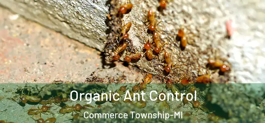 Organic Ant Control Commerce Township-MI