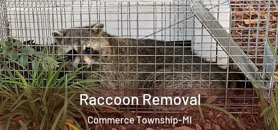 Raccoon Removal Commerce Township-MI