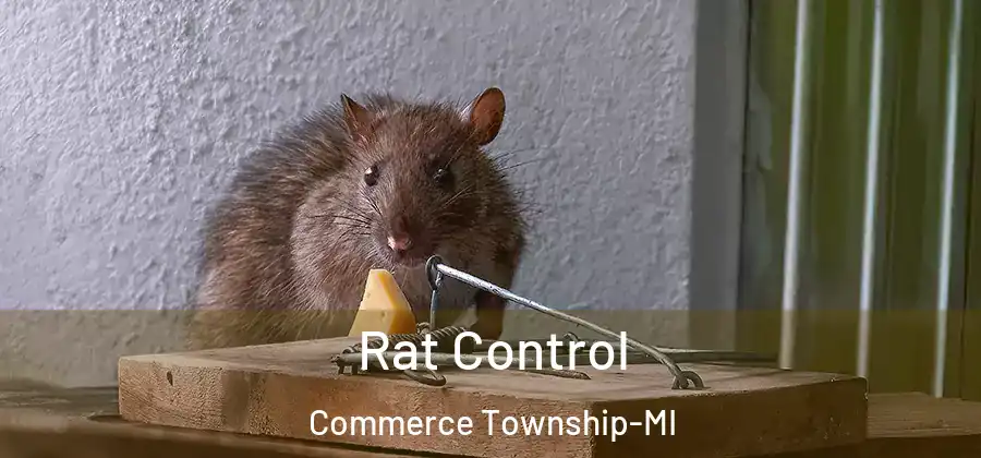  Rat Control Commerce Township-MI