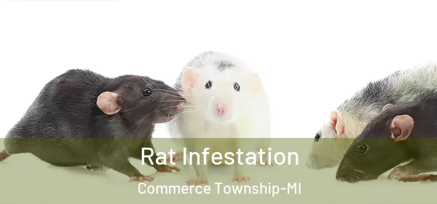 Rat Infestation Commerce Township-MI