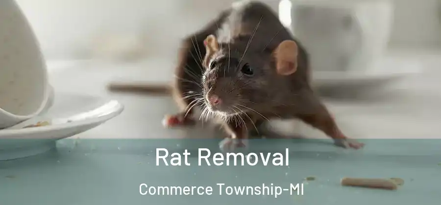  Rat Removal Commerce Township-MI