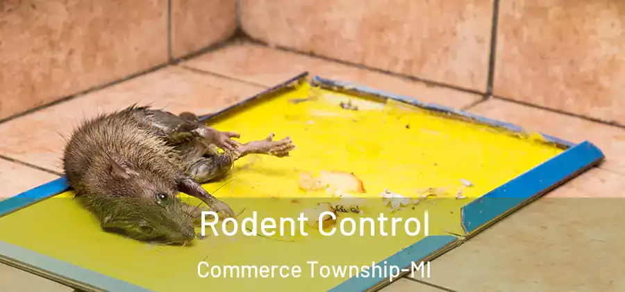 Rodent Control Commerce Township-MI