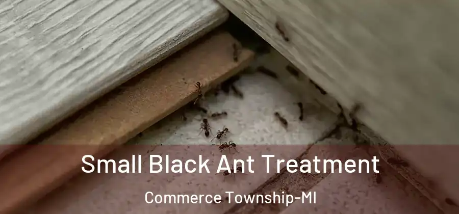 Small Black Ant Treatment Commerce Township-MI