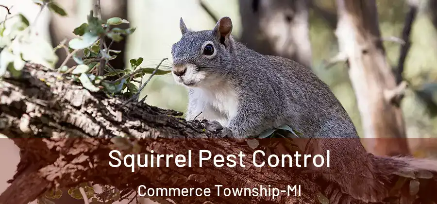 Squirrel Pest Control Commerce Township-MI