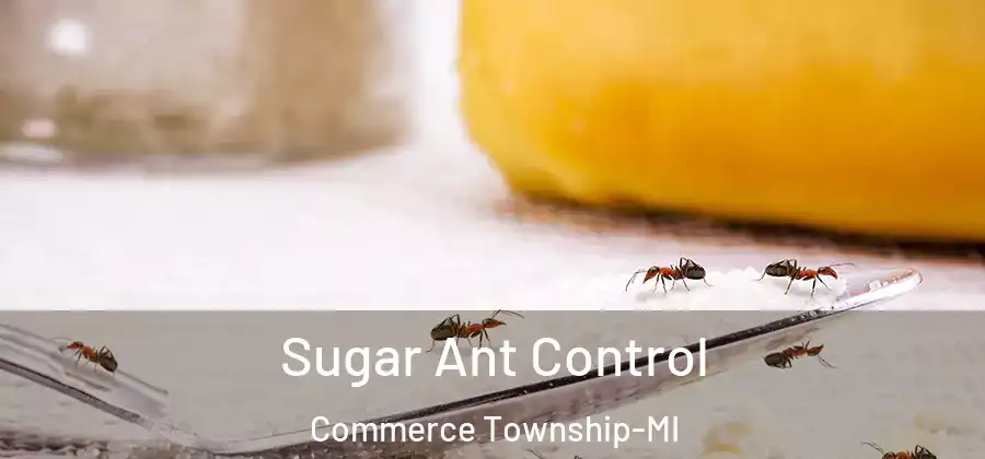 Sugar Ant Control Commerce Township-MI