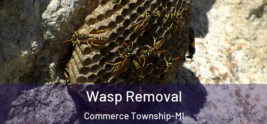  Wasp Removal Commerce Township-MI